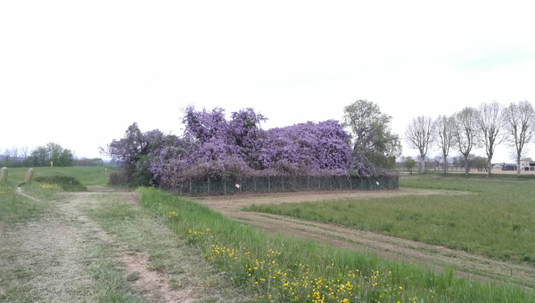 Un'esplosione di glicine ricopre con la sua bellezza le rovine di una abitazione