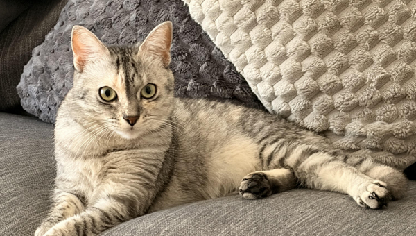 Il gatto