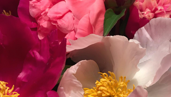 fiori peonie rosa