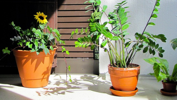 piante