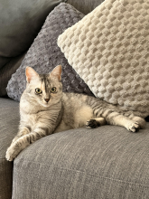 Il gatto